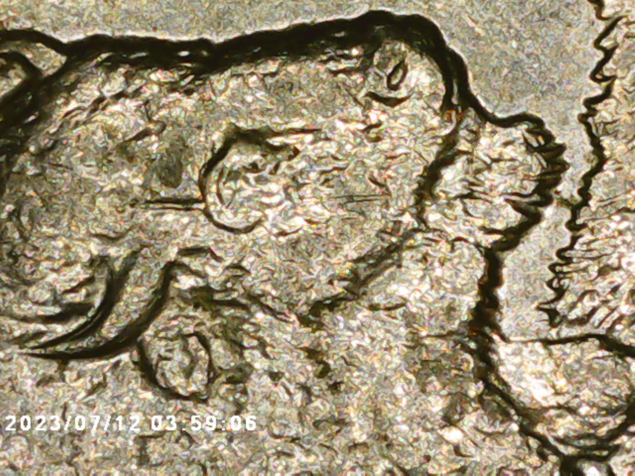 2005-D-Kansas-Buffalo,-Speared